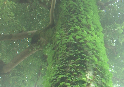 緑雨_b0093221_1572494.jpg