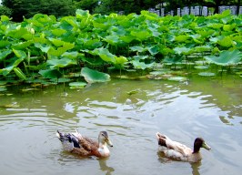 蕉雨庵_f0060428_1094321.jpg