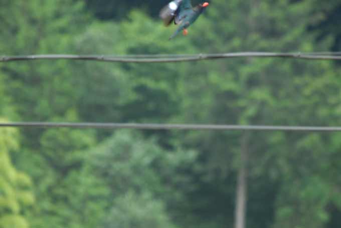 ブッポウソウ連写（岡山・吉備中央市）_c0074640_16213662.jpg