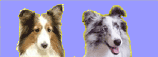 f0087779_18505374.gif
