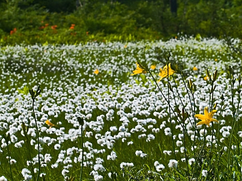 初夏の花、、、№４ 《 果実期のワタスゲ～♪》_c0008502_20152698.jpg