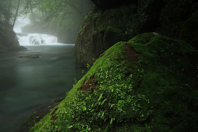 梅雨の菊池渓谷2_e0087828_15524971.jpg