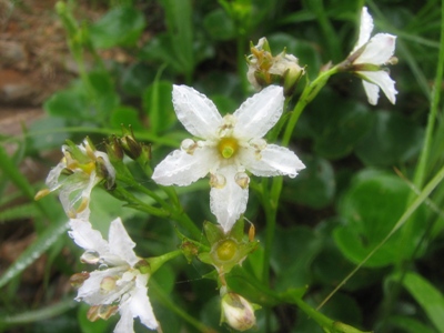 平標山の花達　7月9日_b0097836_19344588.jpg