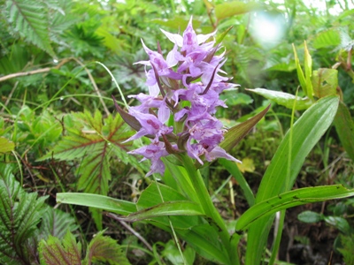 平標山の花達　7月9日_b0097836_19351751.jpg