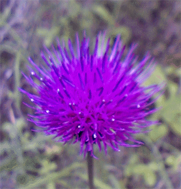 a0026445_0311915.gif