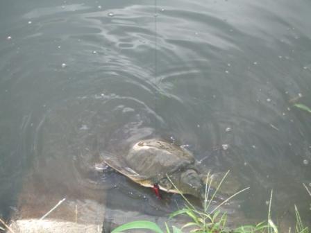 用水路雷魚天国 激投 surf Wading Plugger 撃墜記 用水路雷魚天国 激投 surf Wading Plugger 撃墜記