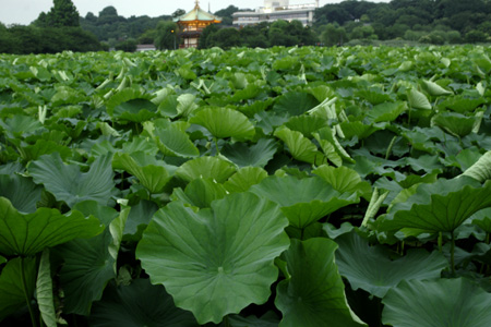 七月七日　上野、秋葉原、御茶ノ水、下谷朝顔市_b0087456_143476.jpg