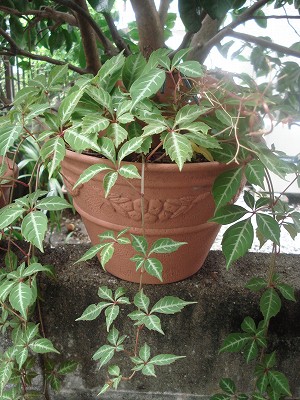 7/9 ヘンリーヅタとマネッティア : はな*うらら