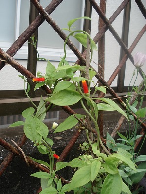 7/9 ヘンリーヅタとマネッティア : はな*うらら