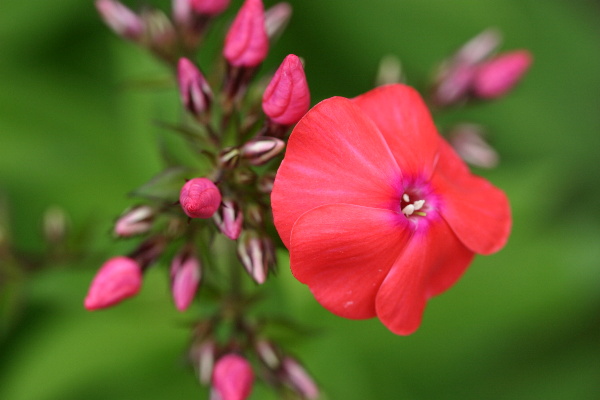 花の香り_e0088874_21364939.jpg