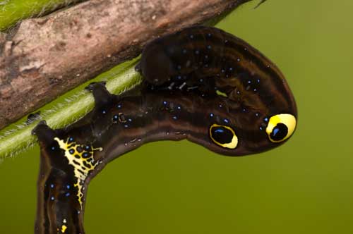 アケビコノハ幼虫の眼状紋 生きもの写真家安田守の自然観察な日々 05年1月 07年9月