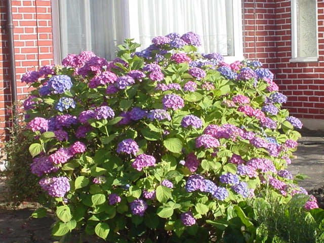 f0077414_4144946.jpg