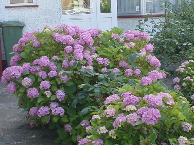 f0077414_4213327.jpg