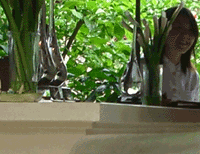 d0038319_10152341.gif