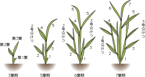 学習 分けつ 株わかれ 古代米を作ろう