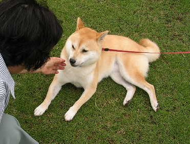 2006年7月9日(日)・・・日曜日の愛ちゃん_f0060461_939922.jpg