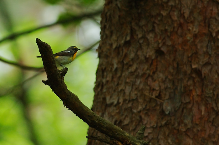 キビタキ_f0053272_10201597.jpg
