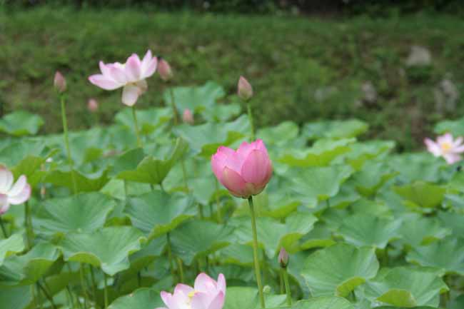 ハスの花は３日_e0008820_8204411.jpg