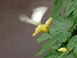 ＊つながる＊　　2006,7,10_a0030038_820816.jpg