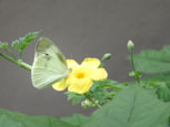 ＊つながる＊　　2006,7,10_a0030038_8254042.jpg