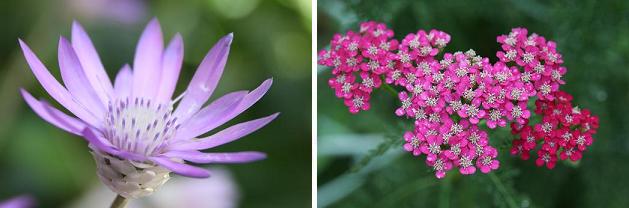 花名検索用 赤紫の花 小さな花 えるだまの植物図鑑