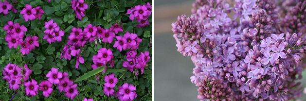 花名検索用 赤紫の花 小さな花 えるだまの植物図鑑