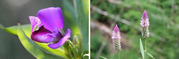 花名検索用「赤紫の花」（小さな花）_e0031500_725460.jpg