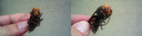 c0039501_20533977.jpg