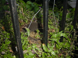 f0102814_1171020.jpg