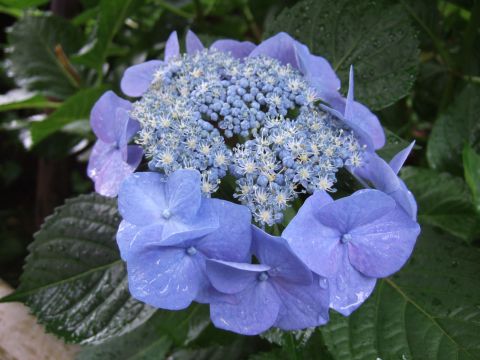 c0069619_21465155.jpg