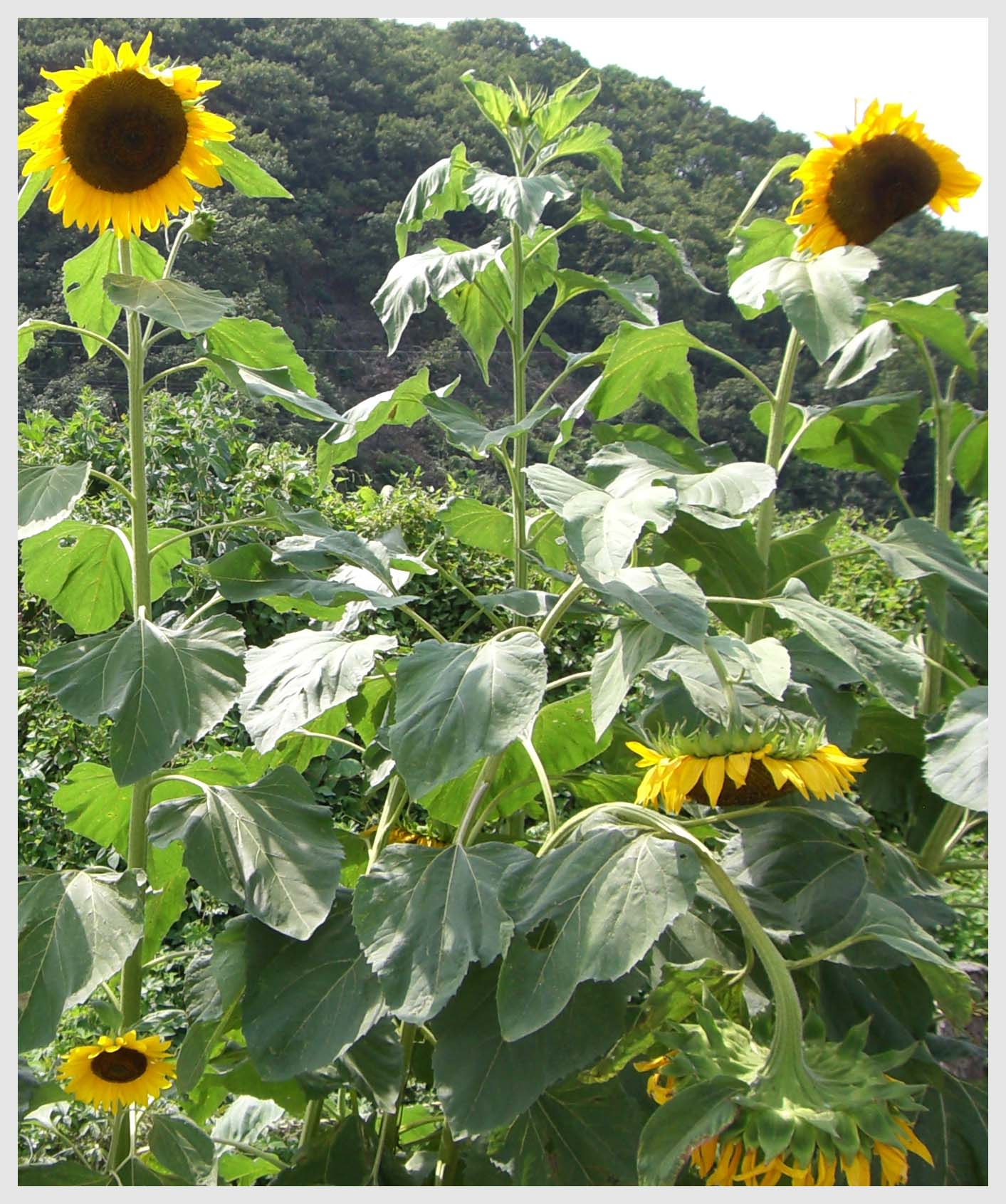 太陽に似た顔_f0045132_17565670.jpg