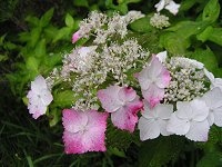 カチカチ山の紫陽花_f0019247_23324925.jpg