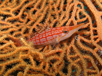 海の宝石箱やーーー!_d0012449_22204224.jpg