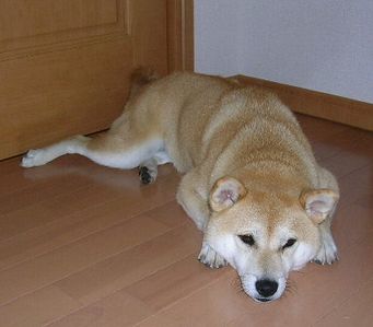 2006年7月12日(水)・・・蒸し暑いよ_f0060461_2117599.jpg