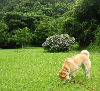 2006年7月12日(水)・・・蒸し暑いよ_f0060461_21193123.jpg