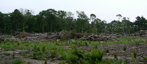 b0068572_23291585.jpg