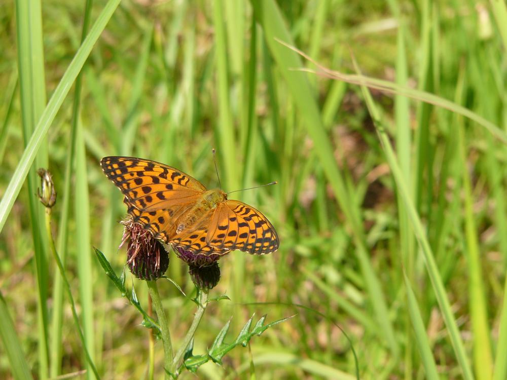 私の好きなヒョウモンチョウ・７_c0062511_2135928.jpg