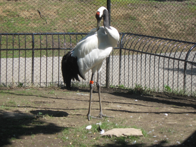 旭山動物園　③_b0093515_718535.jpg