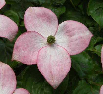 ハナミズキの花びら（総包・総苞）の謎が解けた_c0025115_20551942.jpg