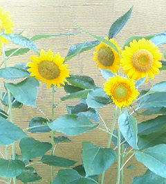 d0065116_201358100.jpg