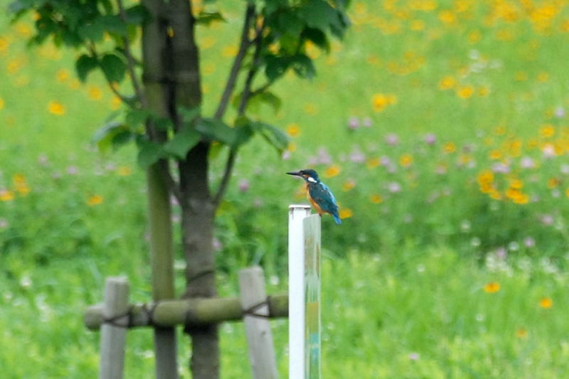 今年の蓮と今日の鳥(ΦωΦ)ふふふ・・・・_f0032335_13204746.jpg