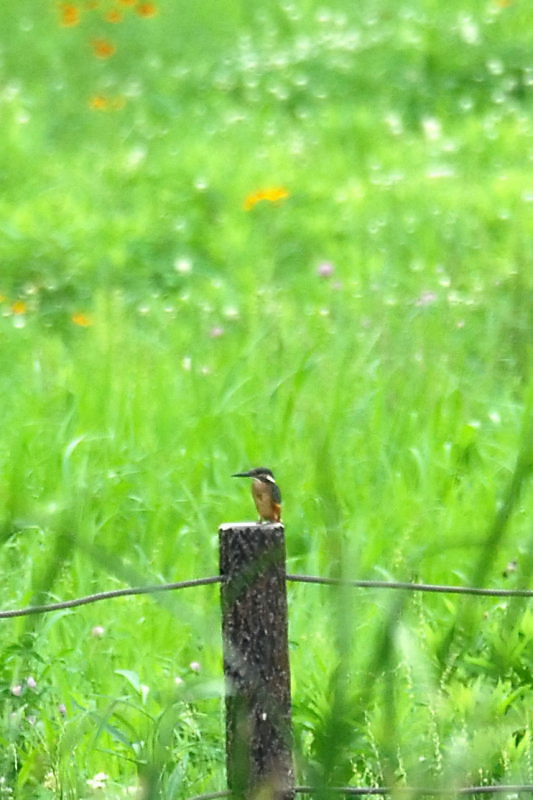 今年の蓮と今日の鳥(ΦωΦ)ふふふ・・・・_f0032335_2031525.jpg