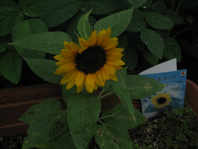 e0077359_23351.jpg