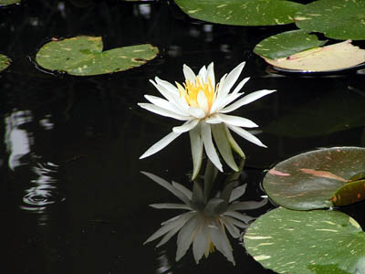 涼しげな水辺の花を_f0030085_2395125.jpg