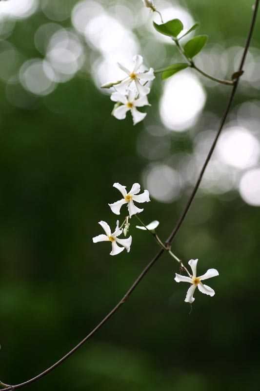 初夏を彩るおお花たち-Ⅳ_e0045106_2157598.jpg