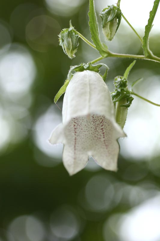 初夏を彩るおお花たち-Ⅳ_e0045106_22291188.jpg