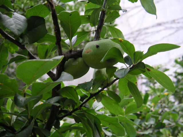 a0020929_9551940.jpg
