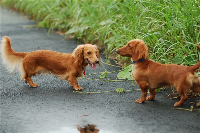 熊本弁は、便利である？_e0056537_2258217.jpg