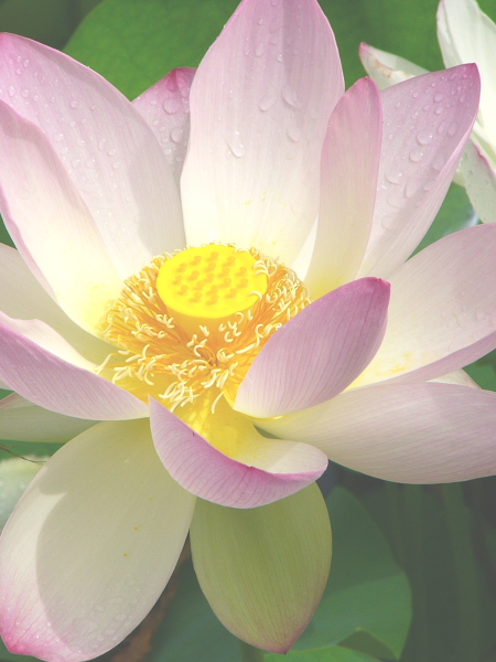 ハスの花咲く天龍寺の_a0024250_053980.jpg