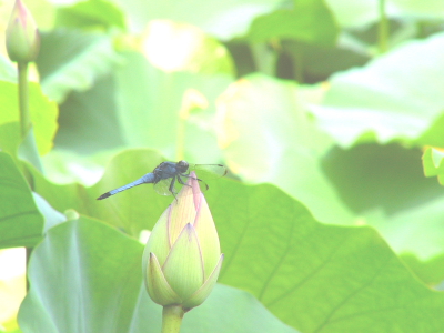 ハスの花咲く天龍寺の_a0024250_062634.jpg